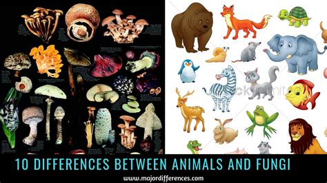 what way are fungi similar to animals